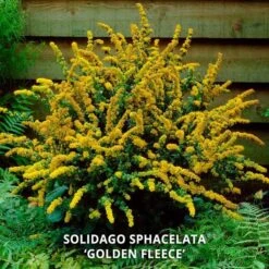 Start A Garden For Butterflies -Planticaa Sales Store x600 37155