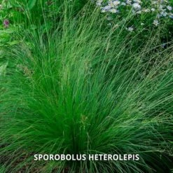 Start A Garden For Butterflies -Planticaa Sales Store x600 37156