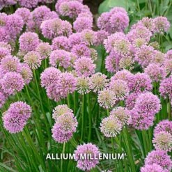 Start A Garden For Butterflies -Planticaa Sales Store x600 37157