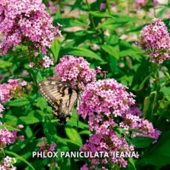 Start A Garden For Butterflies -Planticaa Sales Store x600 37158