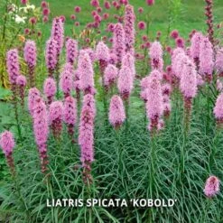 Start A Garden For Butterflies -Planticaa Sales Store x600 37159