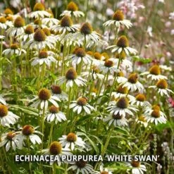 Start A Garden For Butterflies -Planticaa Sales Store x600 37160