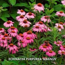 Start A Garden For Butterflies -Planticaa Sales Store x600 37161