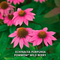 Start A Garden For Butterflies -Planticaa Sales Store x600 37186