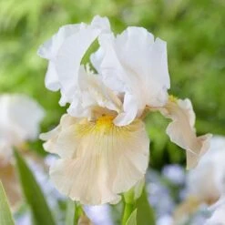 Pride Of The Border Bicolor Iris Collection - 4 Plants -Planticaa Sales Store x600 37252