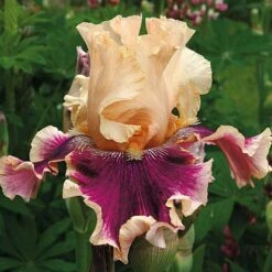 Pride Of The Border Bicolor Iris Collection - 4 Plants -Planticaa Sales Store x600 37253