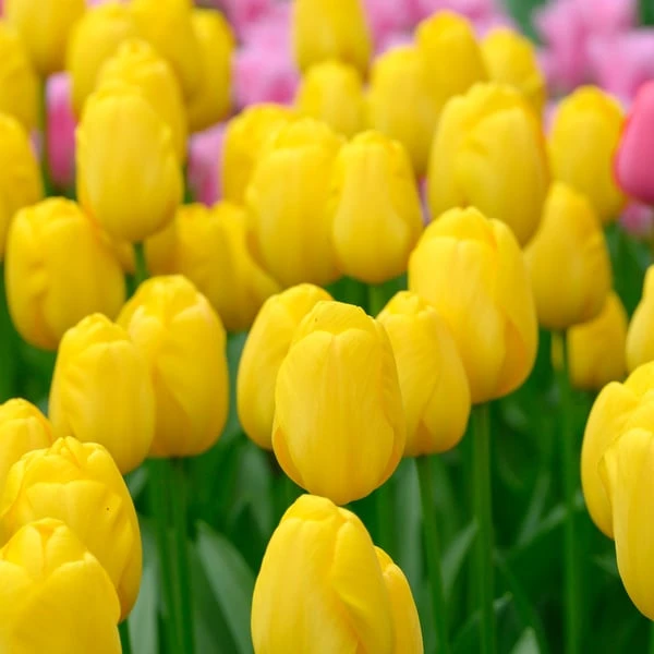 Tulip 'Novi Sun' 4 Tulip 'Novi Sun' - Image 2