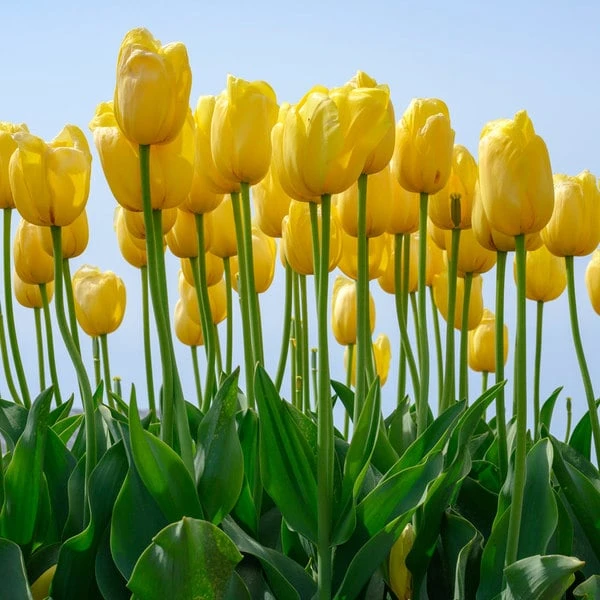 Tulip 'Novi Sun' 5 Tulip 'Novi Sun' - Image 3