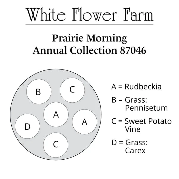 Prairie Morning Annual Collection 8 Prairie Morning Annual Collection - Image 6