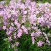 Phlox Carolina Subsp. Carolina 'Kim' -Planticaa Sales Store x600 37474