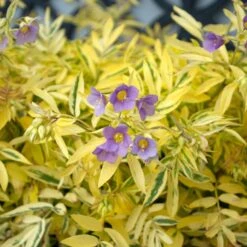 Polemonium Pulcherrimum 'Golden Feathers' -Planticaa Sales Store x600 37477