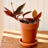 Jewel Orchid In Terracotta Long Tom Pot With Saucer -Planticaa Sales Store x600 37482