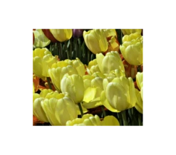 Strike Up The Band Perennial Tulip Collection -Planticaa Sales Store x600 3750