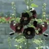 Alcea Rosea 'Nigra' -Planticaa Sales Store x600 37709