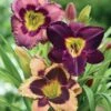 Sultry Eyes Hemerocallis Mix -Planticaa Sales Store x600 37833
