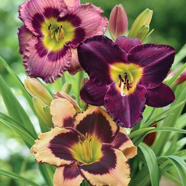 Sultry Eyes Hemerocallis Mix 3 Sultry Eyes Hemerocallis Mix