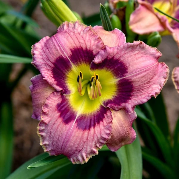 Sultry Eyes Hemerocallis Mix 4 Sultry Eyes Hemerocallis Mix - Image 2