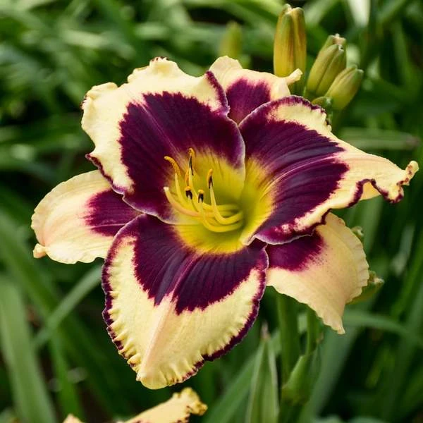 Sultry Eyes Hemerocallis Mix 5 Sultry Eyes Hemerocallis Mix - Image 3