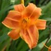 Sunset Glow Daylily Mix 1 Sunset Glow Daylily Mix -Planticaa Sales Store x600 37836