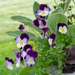 September Sweethearts Fall Collection 11 September Sweethearts Fall Collection -Planticaa Sales Store x600 37861