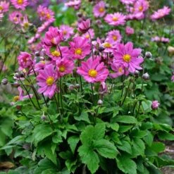 September Sweethearts Fall Collection 15 September Sweethearts Fall Collection -Planticaa Sales Store x600 37865