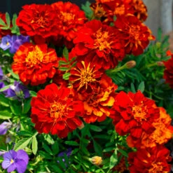 Spicy Kale Fall Collection -Planticaa Sales Store x600 37868