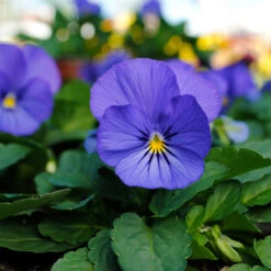 Spicy Kale Fall Collection -Planticaa Sales Store x600 37869