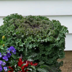 Spicy Kale Fall Collection -Planticaa Sales Store x600 37870