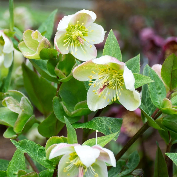 Helleborus Frostkiss® Molly's White 4 Helleborus Frostkiss® Molly's White - Image 2