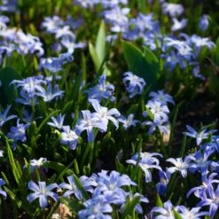 Chionodoxa Forbesii -Planticaa Sales Store x600 37965