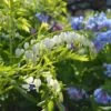 Dicentra Spectabilis 'Alba' -Planticaa Sales Store x600 38010