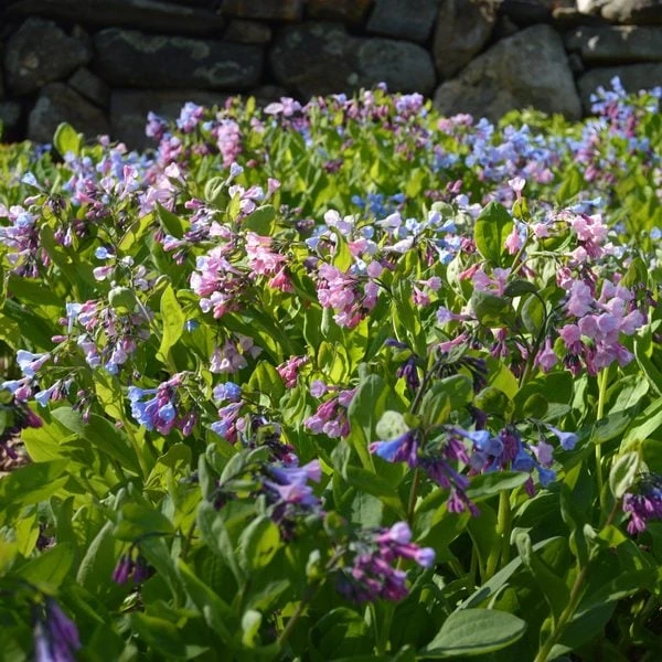 Mertensia Virginica 4 Mertensia Virginica - Image 2