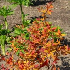 Spiraea Japonica Double Play® Candy Corn® -Planticaa Sales Store x600 38014