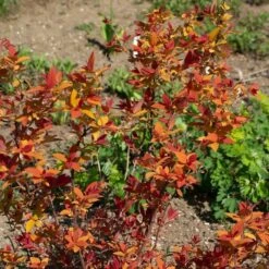 Spiraea Japonica Double Play® Candy Corn® -Planticaa Sales Store x600 38015