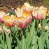 Tulip 'Blushing Impression' -Planticaa Sales Store x600 38016