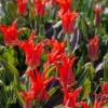 Tulip 'Rigas Barikades' -Planticaa Sales Store x600 38018
