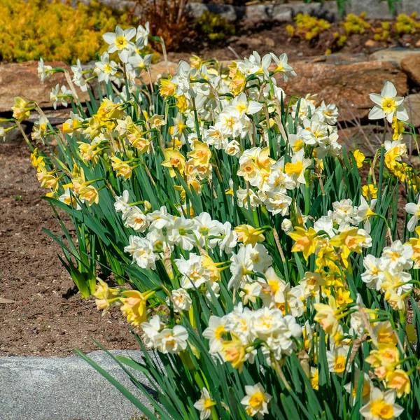 Scent Of Spring Daffodil Mix 4 Scent Of Spring Daffodil Mix - Image 2