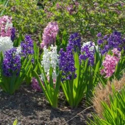 Hyacinthus May Day Bouquet Mix -Planticaa Sales Store x600 38025