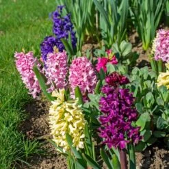 Vivid Hyacinth Mix -Planticaa Sales Store x600 38026