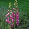 Digitalis Purpurea 'Candy Mountain' -Planticaa Sales Store x600 38033