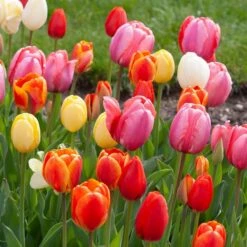 White Flower Farm Classic Perennial Tulip Mix -Planticaa Sales Store x600 38081