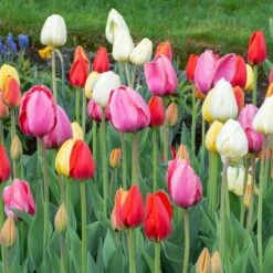 White Flower Farm Classic Perennial Tulip Mix -Planticaa Sales Store x600 38084