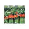 Fritillaria Imperialis 'Rubra Maxima' -Planticaa Sales Store x600 3810