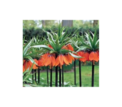 Fritillaria Imperialis 'Rubra Maxima'