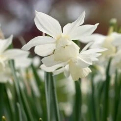 Narcissus 'Thalia' -Planticaa Sales Store x600 38109