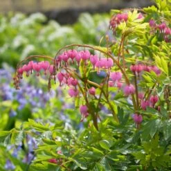 Dicentra Spectabilis -Planticaa Sales Store x600 38115