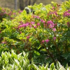 Dicentra Spectabilis -Planticaa Sales Store x600 38116