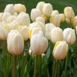 White Flower Farm Ivory Perennial Tulip -Planticaa Sales Store x600 38120