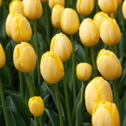 White Flower Farm Yellow Perennial Tulip 9 White Flower Farm Yellow Perennial Tulip -Planticaa Sales Store x600 38125