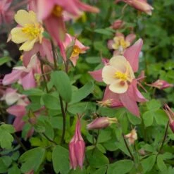 Aquilegia 'Swan Pink And Yellow' -Planticaa Sales Store x600 38143